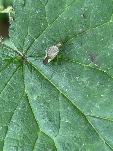 trivial plant bug