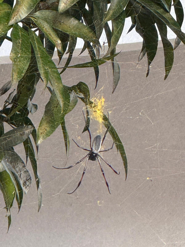 Redleg Orbweaver