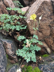 Aquilegia viridiflora, photograph (c) Юлия, some rights reserved (CC BY)