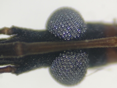 Triatoma mexicana