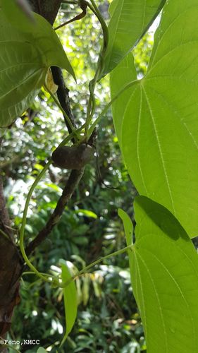 Dioscorea bulbifera image