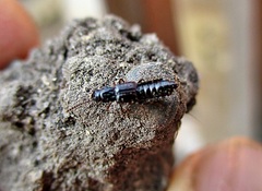 Coprophilus striatulus