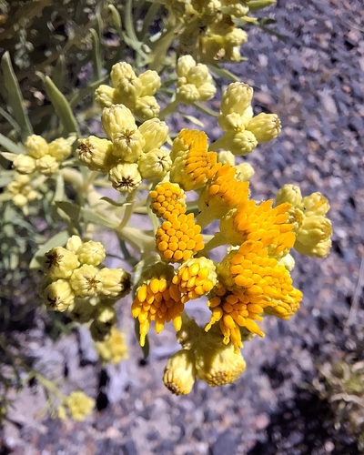 Southern Goldenbush