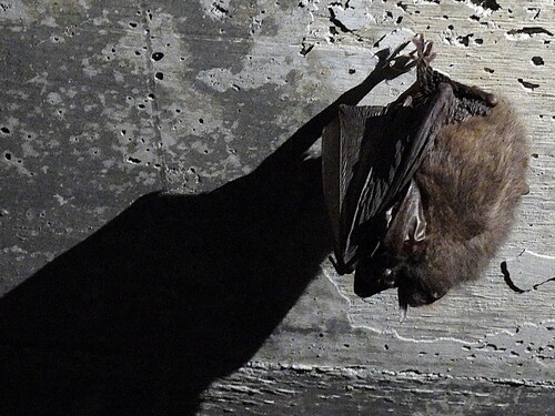 Townsend's Big-eared Bat
