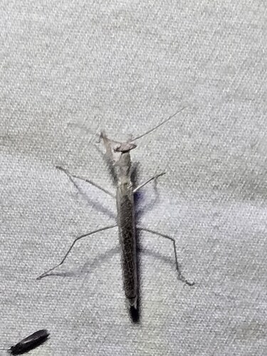 Litaneutria minor