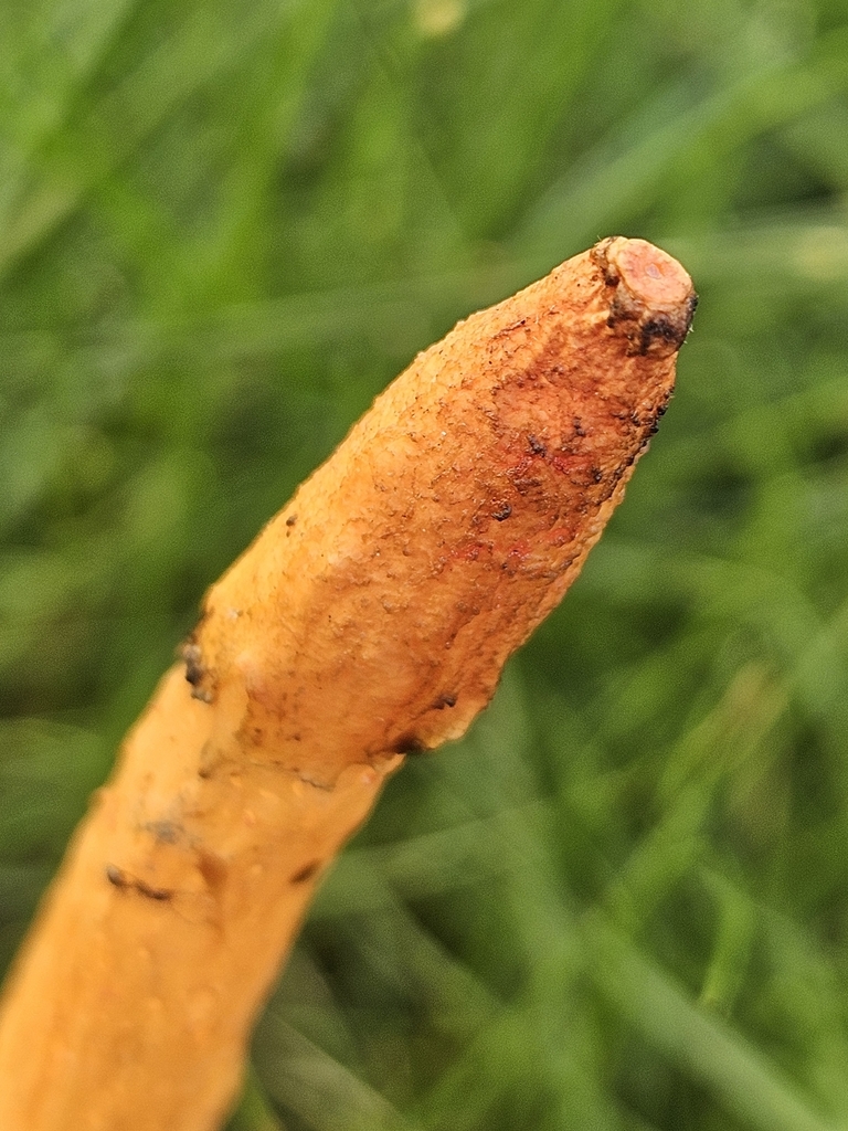 Wrinkly Stinkhorn · June 2026 · photo: Photo: (c) Brandon Vidrine, some rights reserved (CC BY) · iNaturalist