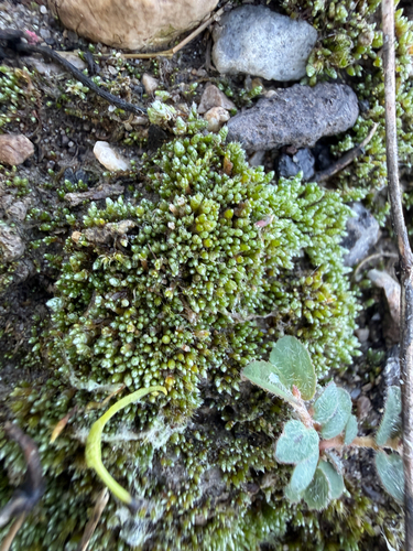 Silvery Bryum