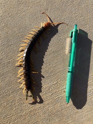Giant Desert Centipede