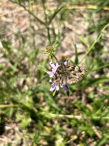 Mallow Skipper