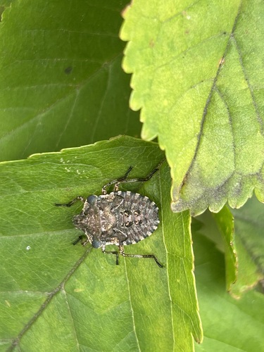 Forest Bug
