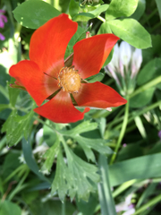Ranunculus asiaticus