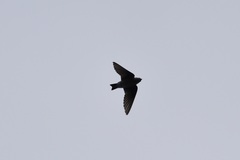 Tachycineta thalassina