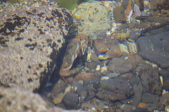 Thalamitinae