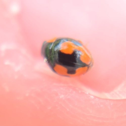 Confluent Sigil Lady Beetle