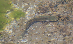Parablennius yatabei