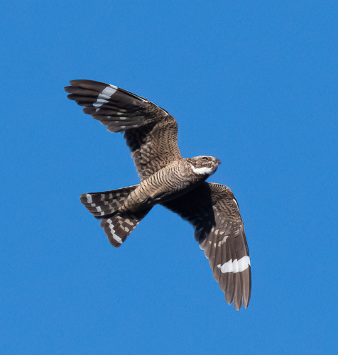 Lesser Nighthawk