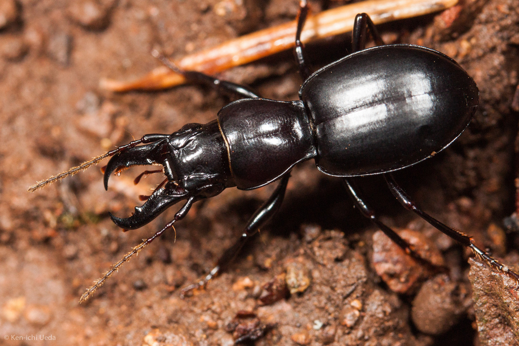 Promecognathus