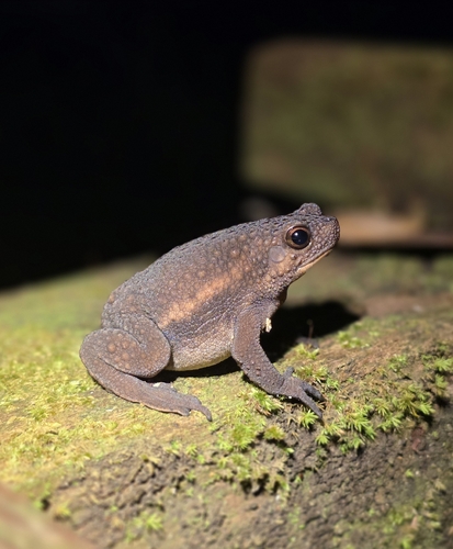 Pseudobufo subasper observed 2026-06-11