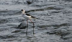 Himantopus himantopus