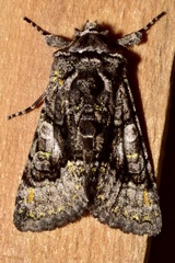 Behrensia conchiformis