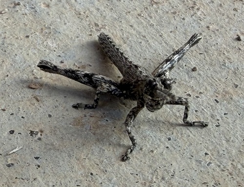 Clematodes larreae