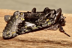 Behrensia conchiformis