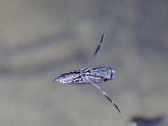Anisops ogasawarensis