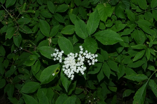 European black elderberry