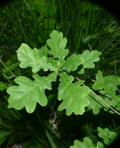 English oak