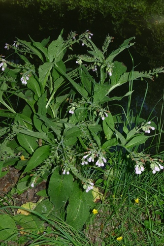 common comfrey