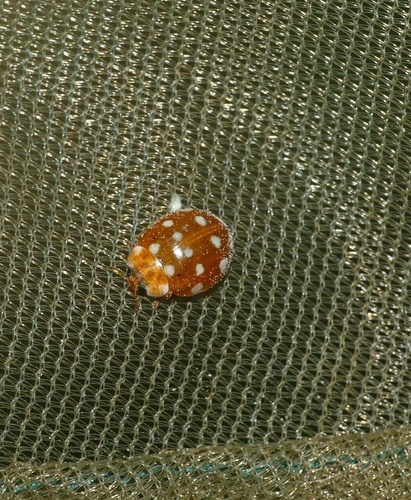 Cream-spotted Ladybird