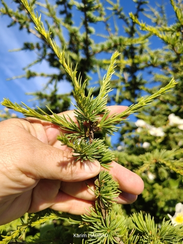Atlas cedar