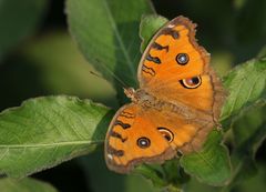 Junonia almana