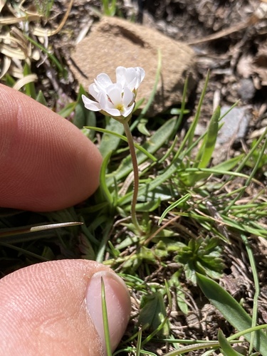 Androsace adfinis (Androsace adfinis)