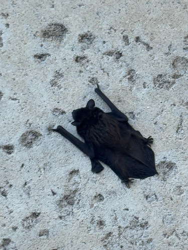 Evening Bat observed by nicolidindin