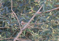 Emberiza chrysophrys