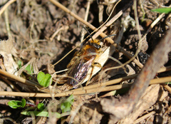 Andrena haemorrhoa
