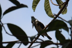 Chloroceryle amazona