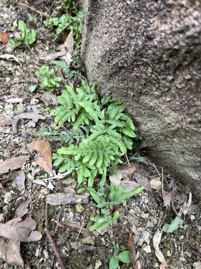 Ráng sẹo gà nửa lông chim – Pteris semipinnata