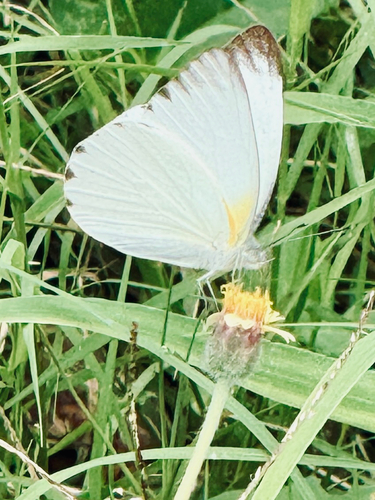 Diverse White