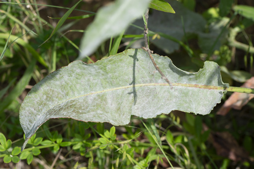 Erysiphe rumicicola