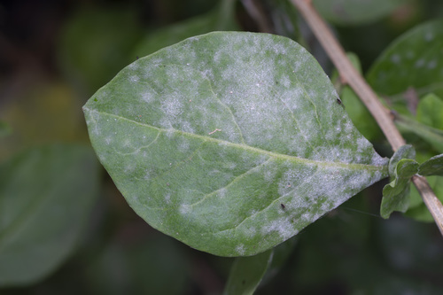 Arthrocladiella mougeotii