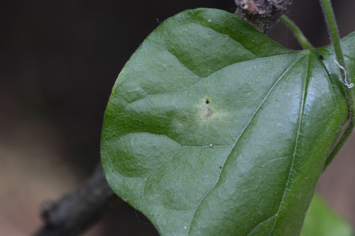 Erysiphe pseudolonicerae