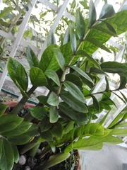 Zamioculcas