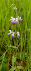 Collinsia multicolor