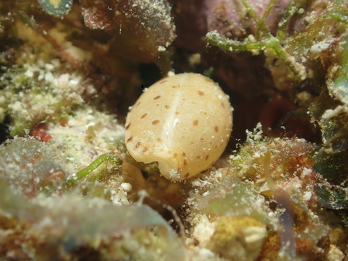 Cypraea beckii observed 2024-06-25
