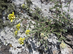 Dalea prostrata