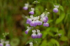 Collinsia multicolor