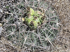 Ferocactus macrodiscus septentrionalis