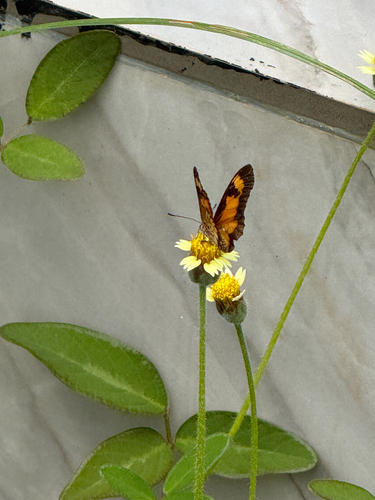 Falls Acraea